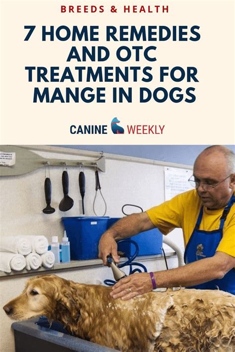 What Is The Best Medicine For Dog Mange Leota Jolley