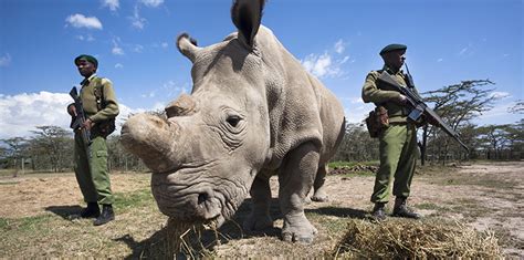 Rhinoceros Conservation And The Hunt For Horns