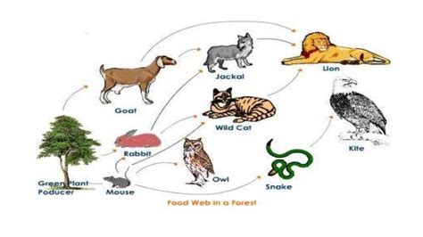 Tiger Food Chain Diagram