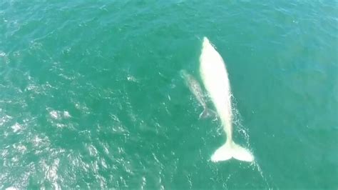 Mexico Rare Albino Whale Spotted Off Pacific Coast