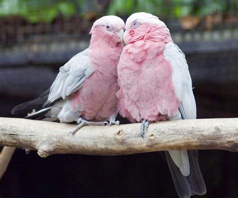 Beautiful Pink Birds I Want Them Animals Beautiful Beautiful Birds
