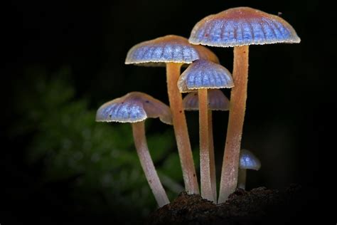 Why Do Some Mushrooms Glow In The Dark Science Abc
