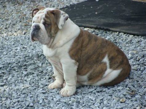 Rare english bulldogs, rare french bulldogs, blue, black, lilac, chocolate, merle, bulldogs, rare color bulldog breeders, rare we were bulldoggers (bca members) for over 5 years when in 2009 we decided to produce the rare colors of blue, black, chocolate, and lilac in akc english bulldogs. AKC DNA BLUE ENGLISH BULLDOG PUPPIES - AWESOME ...