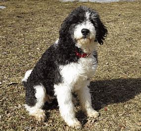 Or a goldendoodle and a coodle (border collie/poodle cross). Mountain Rose Bordoodles