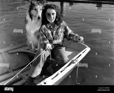 Courage Of Lassie Lassie Elizabeth Taylor 1946 Stock Photo Alamy