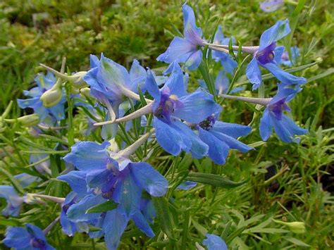 We did not find results for: Dellphinium grandiflorum Summer Nights long-flowering ...