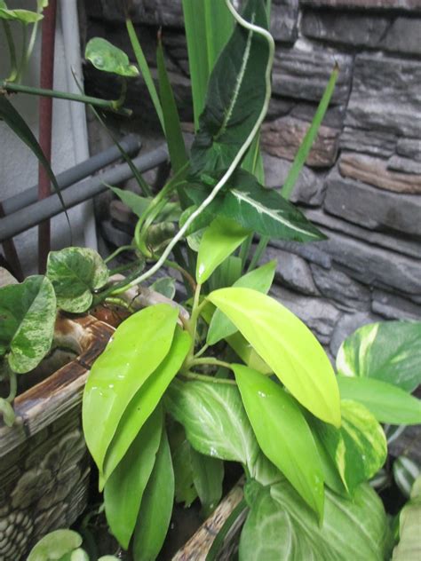Garden Chronicles Of James David Philodendron Pothos And Its Kind