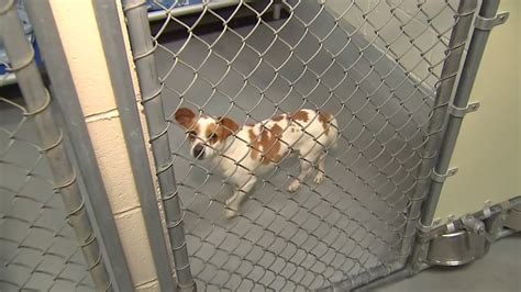 Wake County Animal Center encourage adoptions as holiday season fills