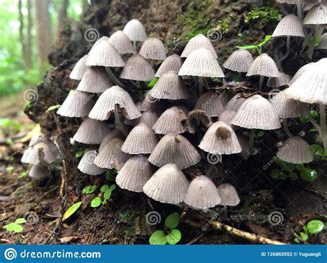 Grey Mushroom In Forest Pattern Stock Photo Image Of Beneficial