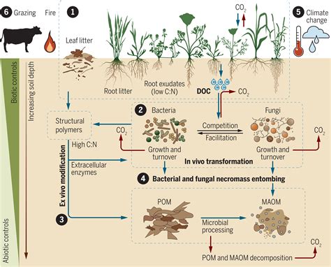 Understanding The Carbon Cycle And Soil Health Holist