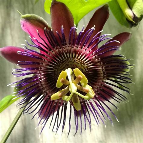Rare Passion Flower Seeds Passiflora Incarnata 100pcsbag