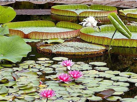 Free Picture Water Lily Pads Ponds