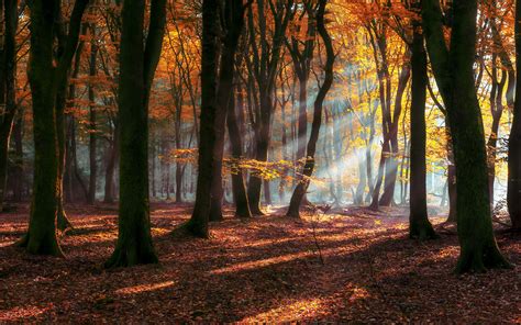 Morning Autumn Sun Rays Forest Deciduous Trees With Yellow