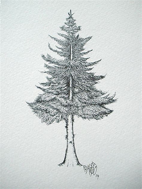 Step By Step Realistic Pine Tree Drawing Easy Drawing Ideas