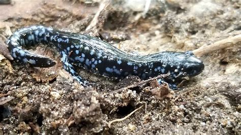 Minnesota Seasons Blue Spotted Salamander