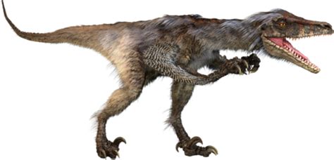 Velociraptor Dinosaur Wiki Fandom Powered By Wikia