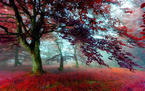 Autumn Forest Wallpaper For Desktop Pixelstalknet