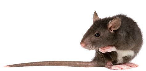 Ratte PNG PNG All