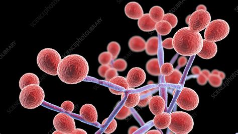 Candida Yeast And Hyphae Stages Illustration Stock Image F0325840