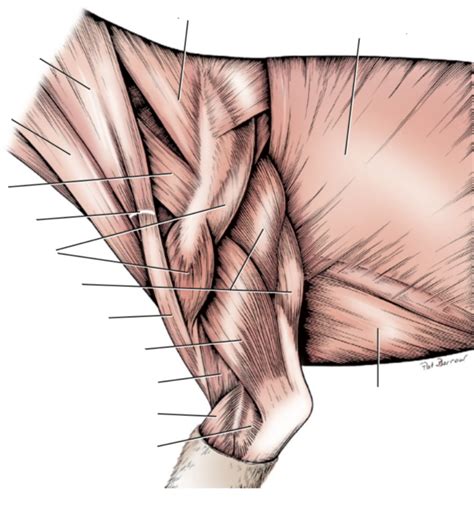 Superficial Muscles Of The Left Scapula And Brachium Diagram Quizlet