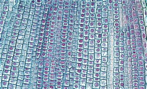 What are the three layers of skin? human skin cell microscope - Google Search | Microscopic ...