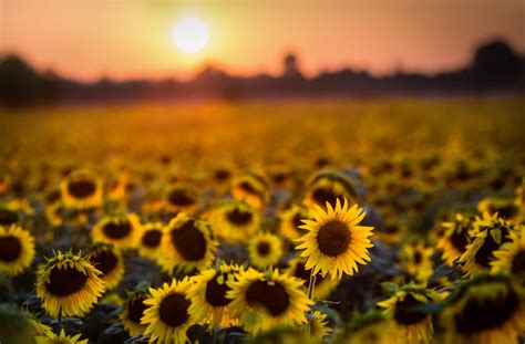 A Field Of Sunflowers At Sunset Stock Photo Containing