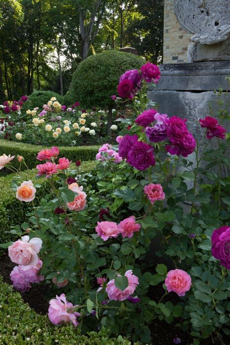 Carolyne Roehm Garden The Varying Colors Look Fantastic Together Rose Garden Design Flower