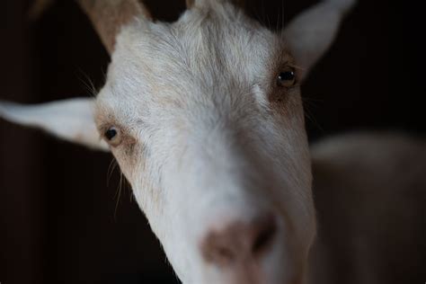 Goat Face Goats Animal Sanctuary Face