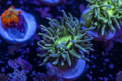 Neon Green Duncan Queen City Corals