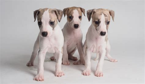 6 Reasons Why Whippet Puppies Are The Best