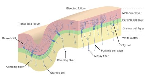 Cerebellum Anatomy Concise Medical Knowledge