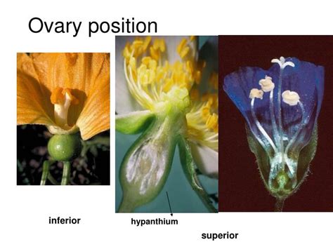 Ppt Flower Morphology Powerpoint Presentation Id3614831