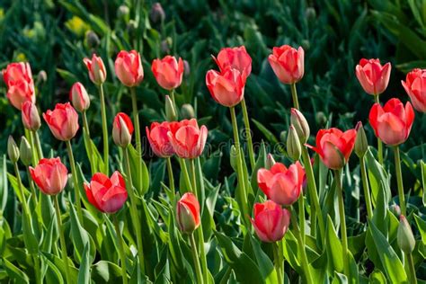 Macro Of Red Tulips On A Background Of Green Grass Stock Image Image