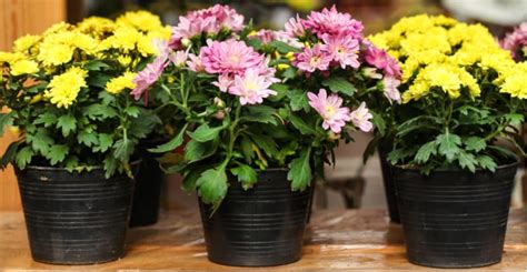 Growing Chrysanthemums In Pots Planting And Care