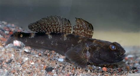 Black Goby Gobius Niger Adriaticnature