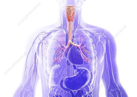 Human Respiratory System Artwork Stock Image F0087537 Science