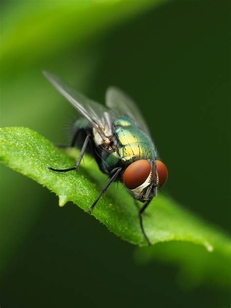 Maryland Biodiversity Project Common Green Bottle Fly Lucilia Sericata