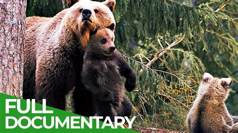 Three Bear Cubs Growing Up In A Dangerous World Free Documentary