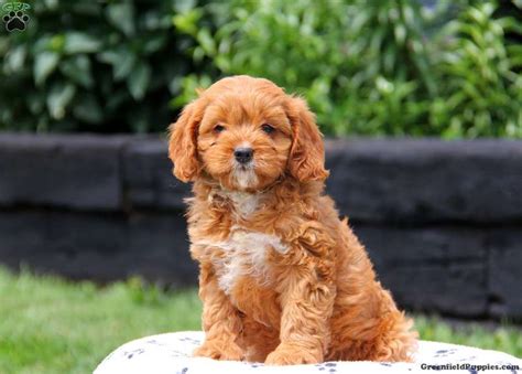 Everyone was so professional and communicated everything step by step before. Daisy - Cavapoo Puppy For Sale in Pennsylvania