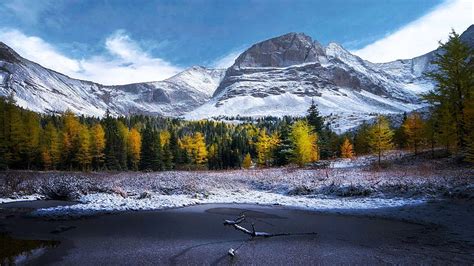 1080p Free Download Fresh Snow And Golden Larches Alberta Fall
