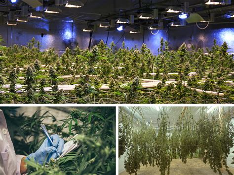 Production De Cannabis Avec Optimisation Du Climat Trotec