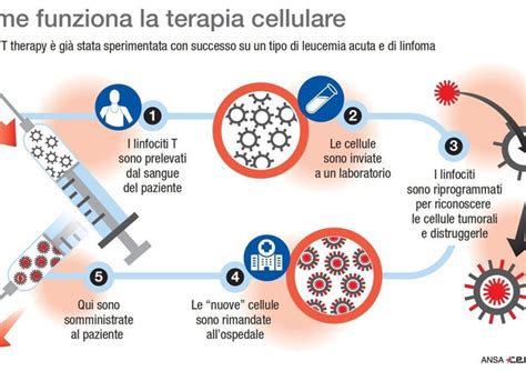 Laifa Approva La Prima Terapia Car T Contro I Tumori Del Sangue