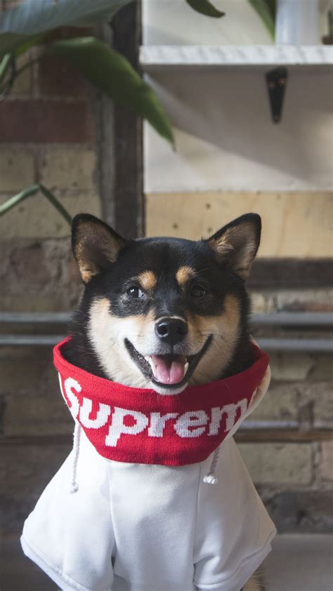 Dogs Supreme Wallpapers Wallpaper Cave