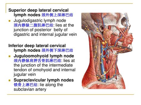 Anterior Cervical Lymph Nodes Sighthety