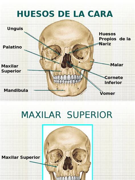 Huesos De La Cara 1 2 3 Como Profe Sistema Musculoesquelético