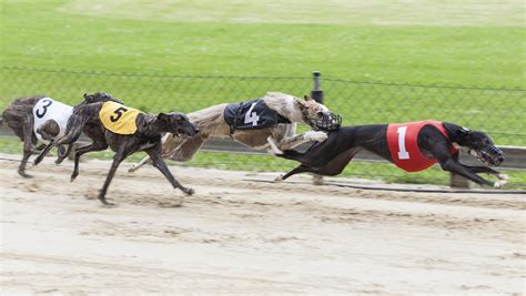 greyhound racing Florida drugging dogs tracks card rooms allowed state