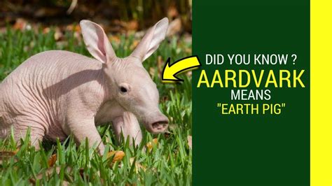 Aardvark Amazing Fun Facts For Kids Animal Daiet Apperearance Toungue