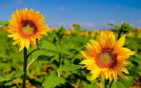 Hd Background Sunflower Wallpapers