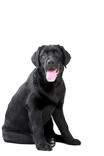 Black Labrador Stock Photos Pictures And Royalty Free Images Istock