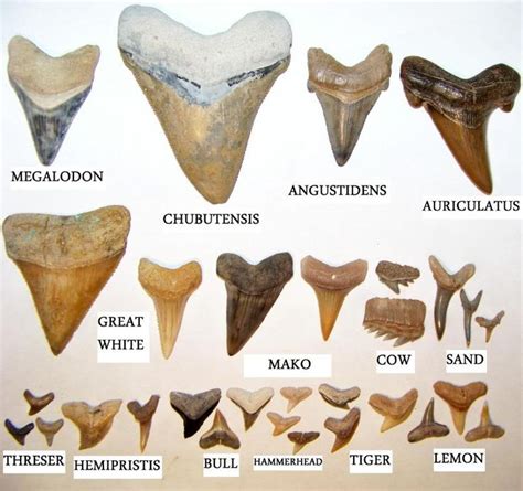 Shark Teeth 101 Beach Hunting Tips Shark Teeth Shark Tooth Fossil